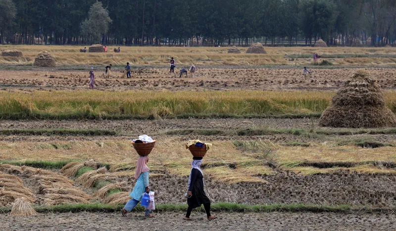 Paddy harvesting season started in the valley 1