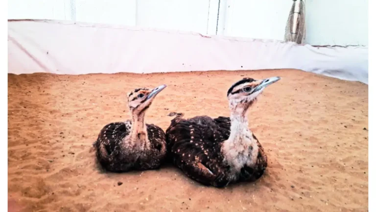 9 Great Indian Bustard Chicks Shifted from Jaisalmer Amid India-Pakistan Tensions
