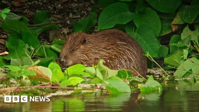Top 5 Wildlife Comebacks: 'Chill' Beaver Returns After 400 Years 2 wildlife