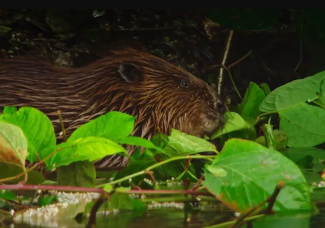 Top 5 Wildlife Comebacks: 'Chill' Beaver Returns After 400 Years 3 image 392