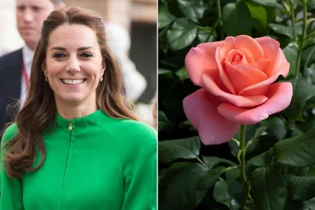 Top 5 Royal-Inspired Roses That Celebrate the Power of Nature 3 image 588