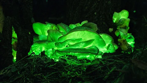 Top 4 Natural Light Shows in Australia You Must See 2 image 593
