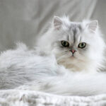 persian cat 4f5e5abb 3647 4298 b44c 0b37443aefb1