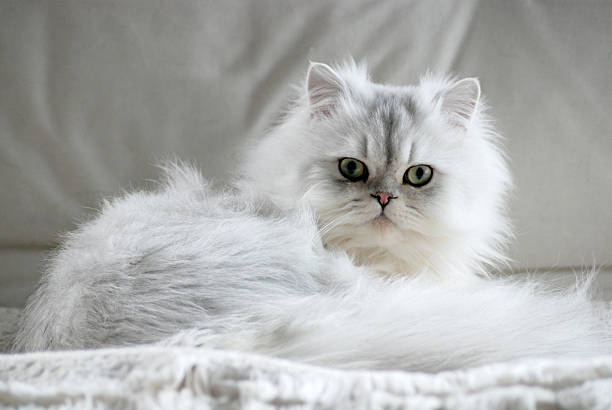 persian cat 4f5e5abb 3647 4298 b44c 0b37443aefb1