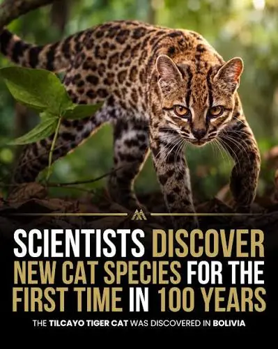 New Tiger Cat Species Discovered After More Than 100 Years: What We Know About Leopardus Tilcayo 1 New Tiger Cat Species Discovered After More Than 100 Years: What We Know About Leopardus Tilcayo